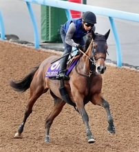 【新潟記念・特選有力馬チェック】ステレンボッシュは買うべき？