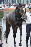「【注目馬動向】香港ＪＣＴを好タイムで逃げ切ったゴーラッキーは神戸新聞杯へ　黒岩調教師が発表」の画像1