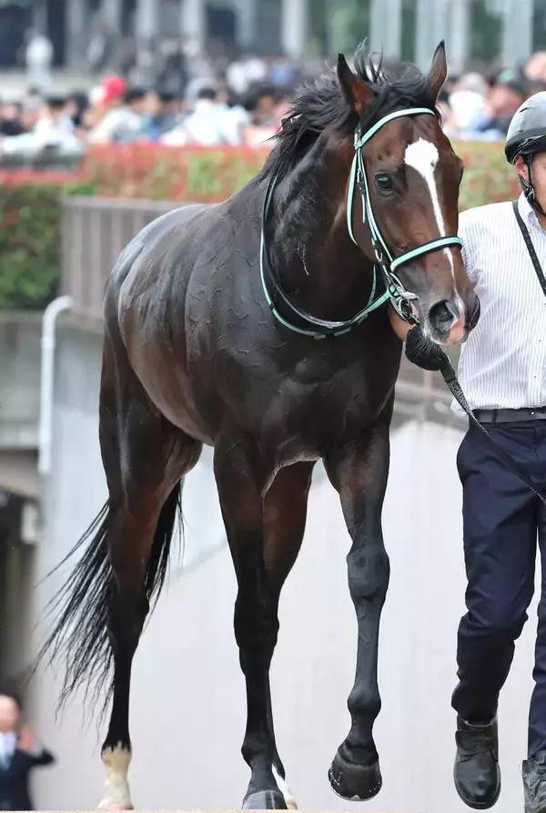 【注目馬動向】香港ＪＣＴを好タイムで逃げ切ったゴーラッキーは神戸新聞杯へ　黒岩調教師が発表