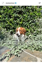 大谷翔平　愛犬デコピンの最新姿！「ご家族とゆっくり」「来季もパパを頼む」…シーズン終えて「Ｔｈａｎｋ　ｙｏｕ」投稿に反響