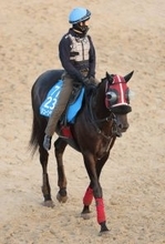 土曜中京競馬場の注目激走馬…中京１１Ｒ中日新聞杯・Ｇ３