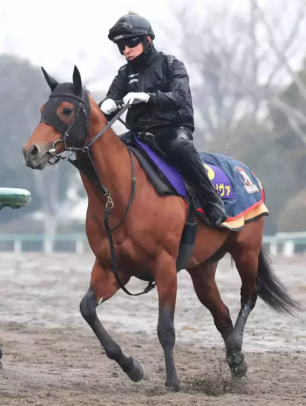 【フェブラリーＳ】史上３頭目の連覇狙うコスタノヴァ３か月ぶりの実戦も気配一変　陣営「ようやく本来の走り」