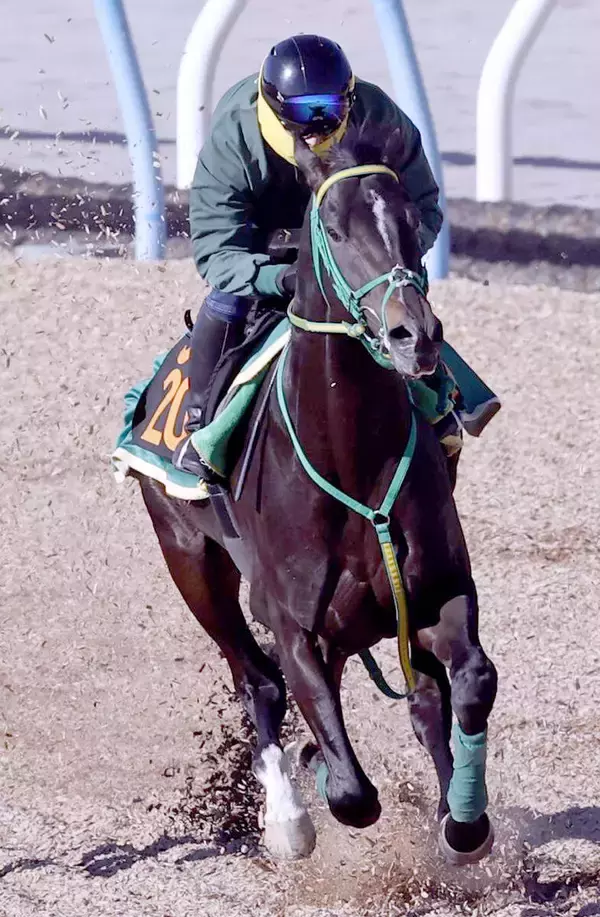 【スプリングＳ】１８００メートルは４戦馬券圏外なしのジーネキング　斎藤誠調教師「１ハロン短くなるのはいい」