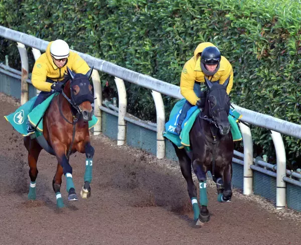 【京都金杯】ヤンキーバローズがスピード感抜群で登坂　上村調教師「２走目で、もう少し動けるようになってきた」