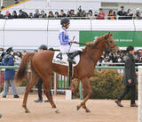 「【中山５Ｒ・３歳新馬】ロイヤルファミリー役ブレイヴソルジャーは６着　ファンの熱視線に石田拓郎騎手「人気者ですね」」の画像1