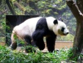 「パンダは上野に必ず帰ってくる」４０５４日パンダを撮影「毎日パンダ」運営・高氏貴博さんの確信