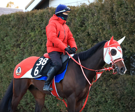 【注目馬動向】大寒桜賞Ｖでオープン入りのテルヒコウは青葉賞へ　ＧＬＡＹのＴＥＲＵが名付け親のコントレイル産駒