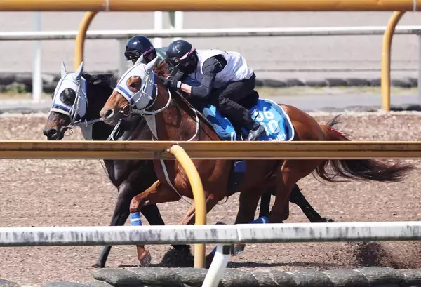 【読売マイラーズＣ・１週前】ウォーターリヒトは来週の動きに注目　石橋調教師「このひと追いで変わってくる」 　