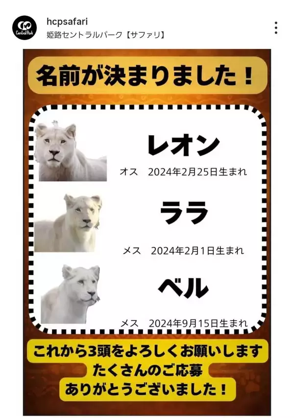 姫路セントラルパークがホワイトライオン３頭の名前を発表！昨年１２月に南アフリカ共和国から仲間入り