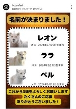 姫路セントラルパークがホワイトライオン３頭の名前を発表！昨年１２月に南アフリカ共和国から仲間入り