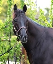 復活したダービー馬の次走がＸでトレンド入り　「ラスボス確定」「これは想定外」クロワデュノールの天皇賞挑戦にネット歓喜　