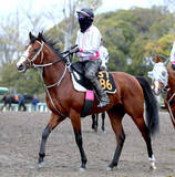 「【ニュージーランドＴ】無敗の素質馬同士が激突！　ロデオドライブが４枠７番　ゴーラッキーは６枠１１番」の画像1