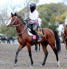 【ニュージーランドＴ】無敗の素質馬同士が激突！　ロデオドライブが４枠７番　ゴーラッキーは６枠１１番