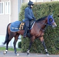 【ニュージーランドＴ】中山マイルで連勝中ディールメーカーには恵みの雨！？　大和田調教師「この馬には味方しそう」