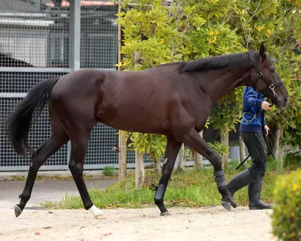 【天皇賞・春】大阪杯からの連勝狙うクロワデュノールは４枠７番　斉藤崇調教師「１５頭立ての７番枠ならいいんじゃないですかね」
