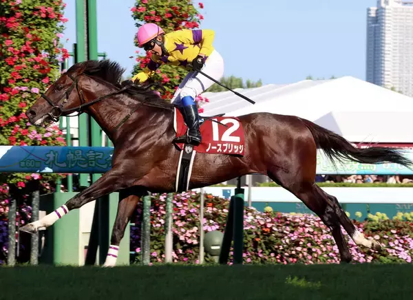 ２４年札幌記念を制したノースブリッジが肺出血の再発で引退　誘導馬を目指す　奥村武厩舎がＸで発表