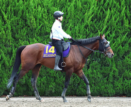 【宝塚記念・枠順確定】ミクニインスパイアの２枠４番に林調教師「競馬はしやすい」　１８年のミッキーロケットがＶ