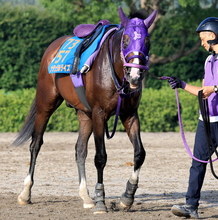 【エルムＳ】昨年のダート２冠馬ナチュラルライズが新馬圧勝の舞台で巻き返す　伊藤圭調教師「馬場適性はあると思う」