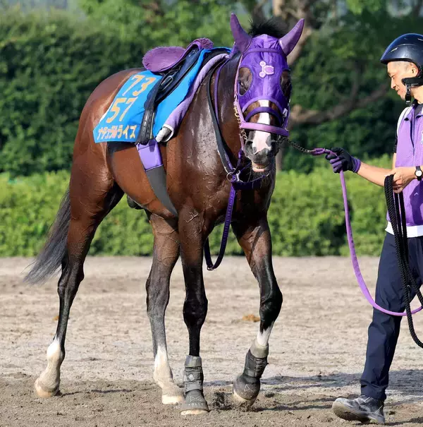 【エルムＳ】昨年のダート２冠馬ナチュラルライズが新馬圧勝の舞台で巻き返す　伊藤圭調教師「馬場適性はあると思う」