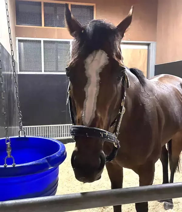 【凱旋門賞】武豊騎手と挑むメイショウタバルが国内最終追いでラスト１１秒２の好時計　石橋調教師「気を乗せるつもりで」