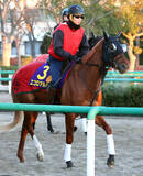 「【朝日杯ＦＳ】２戦２勝の重賞勝ち馬エコロアルバは好気配保つ　陣営「古馬よりドッシリ」」の画像1