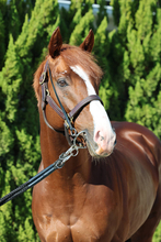 【有馬記念】サンライズアースが右前脚の屈腱炎で出走回避を発表　石坂調教師「残念ですが仕方ないです」