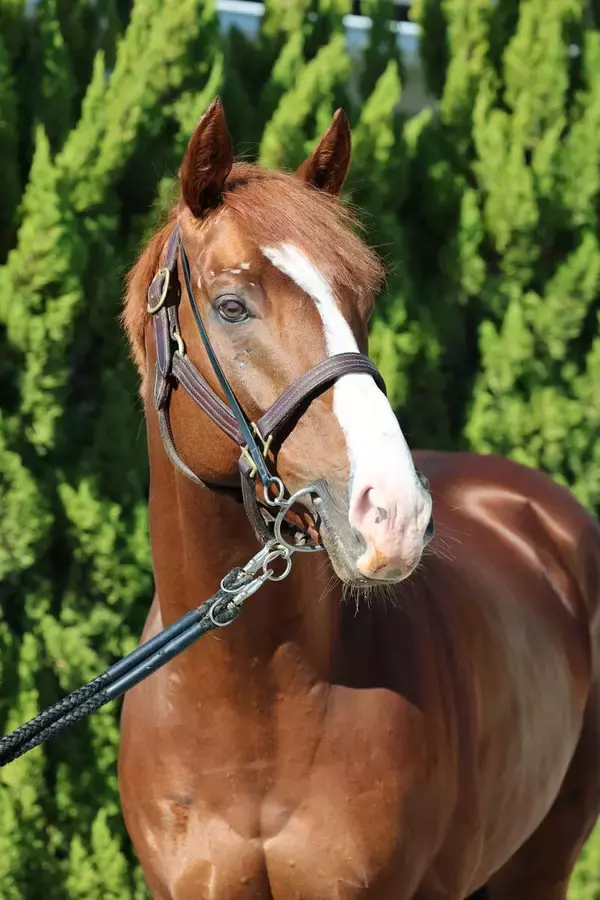 【有馬記念】サンライズアースが右前脚の屈腱炎で出走回避を発表　石坂調教師「残念ですが仕方ないです」