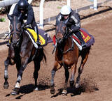 「【桜花賞】前走は不完全燃焼のショウナンカリスが好時計マーク　加藤士調教師「調子はいいと思います」」の画像1