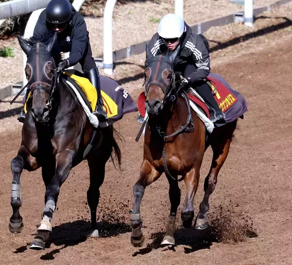 【桜花賞】前走は不完全燃焼のショウナンカリスが好時計マーク　加藤士調教師「調子はいいと思います」