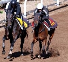 【桜花賞】前走は不完全燃焼のショウナンカリスが好時計マーク　加藤士調教師「調子はいいと思います」
