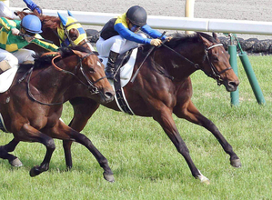 【２７日の注目・小倉９Ｒ八代特別】伯父は日本ダービー馬マカヒキ　秋の飛躍へサヴォアフェールが２勝目つかむか