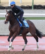 【金鯱賞】上り馬ヴィレムが短期免許１週目のディー騎手と重賞初制覇へ　藤原調教師「乗れるジョッキー」