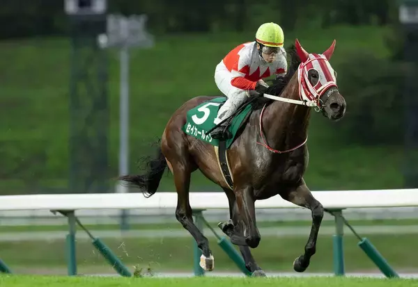 マカヒキが今年の新種牡馬で重賞一番乗り　芝マイル戦の盛岡・若鮎賞でセイカールトンがＶ