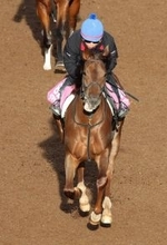 【全日本２歳優駿】ＪＢＣ２歳優駿Ｖのタマモフリージアは最内枠　無傷４連勝の道営馬ベストグリーンは５枠５番　枠順確定