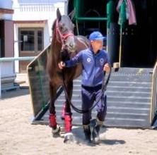 【ヴィクトリアＭ】渋滞もなくスムーズ！ケリフレッドアスクが東京競馬場に到着　陣営「広い東京コースはいい」