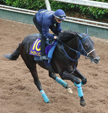 【日本ダービー・金曜気配】骨折明け初戦のジャスティンビスタは坂路で軽快　吉岡調教師「調教でできることは全部やりました」