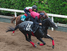 【セントライト記念】バドリナートは差す競馬で好走した前走が収穫大　松永幹調教師「距離延長も大丈夫かな」