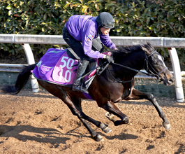 【エルフィンＳ】２連勝狙う良血アドマイヤシュラは上々の雰囲気 　陣営「ここは通過してほしいですね」