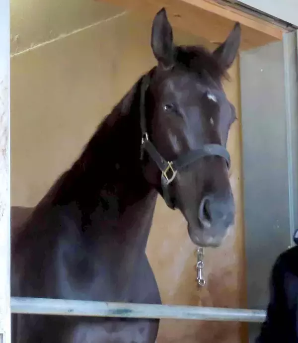 アーテルアストレアが初子出産「胸いっぱい」「朝から嬉しいお知らせ」ＳＮＳで祝福コメント続出！　オルフェーヴル産駒の牡馬　