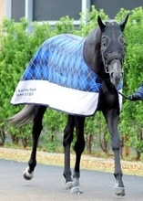 【注目馬動向】皐月賞１２着のゾロアストロは日本ダービーへ　きさらぎ賞の覇者