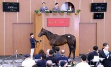 【ブリーズアップセール】新種牡馬カラヴァッジオ産駒の牡馬「ブライトメッセージの２０２４」が３９００万円で落札