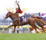 「０８年の菊花賞馬　２１歳のオウケンブルースリが免疫系の疾患で療養中　「獣医師と相談しながら、新しい治療を進めています」」の画像1