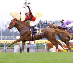０８年の菊花賞馬　２１歳のオウケンブルースリが免疫系の疾患で療養中　「獣医師と相談しながら、新しい治療を進めています」