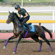 【注目馬動向】ダノンフィーゴはオーバルスプリントで巻き返しへ　ピエマンソンはペルセウスＳに向かう