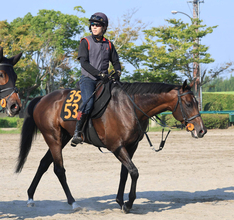 【京成杯ＡＨ】初のマイルで始動するフォルテアンジェロに上原佑師「スタートさえ決まれば」　中間は重点的にゲートへ