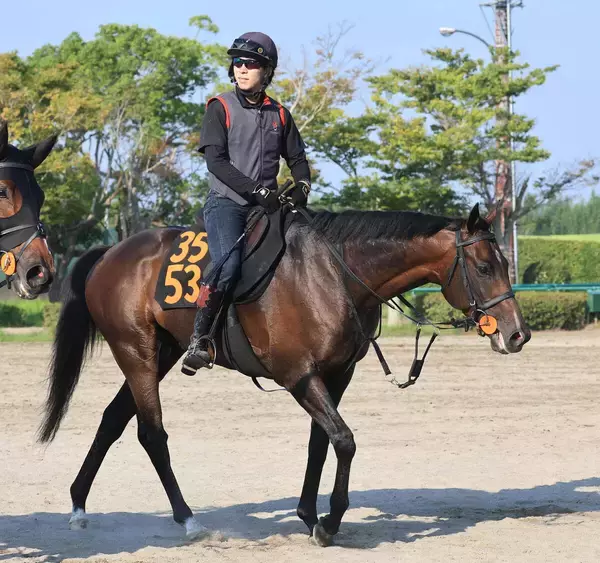 【京成杯ＡＨ】初のマイルで始動するフォルテアンジェロに上原佑師「スタートさえ決まれば」　中間は重点的にゲートへ