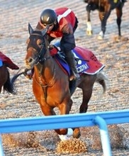 【朝日杯ＦＳ】サウジアラビアＲＣ覇者エコロアルバは３枠３番　田村調教師「いいんじゃないですか」