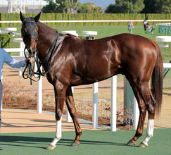 【京成杯】キャリア２戦目で重賞挑戦は期待の表れ！高柳大調教師「能力もあるし、心肺機能もいい」パラディオン