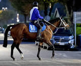「【注目馬動向】左前脚骨折のキングズソードは現役続行の方向　ＪＢＣクラシックから東京大賞典を視野」の画像1