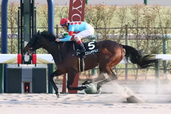 【京都１１Ｒ・羅生門Ｓ】「楽勝でした」ルメール騎手　３番人気エストレヤデベレンが圧勝でオープン入り　